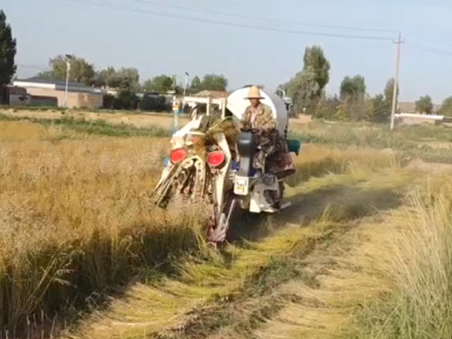 自走式麻機現場作業(yè)